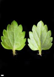 Veronica polita. Leaf surfaces, adaxial (left) and abaxial (right). Scale = 1 mm.
 Image: P.J. Garnock-Jones © P.J. Garnock-Jones CC-BY-NC 3.0 NZ